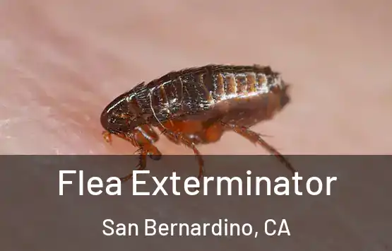  Flea Exterminator San Bernardino, CA