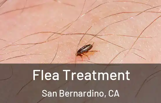  Flea Treatment San Bernardino, CA