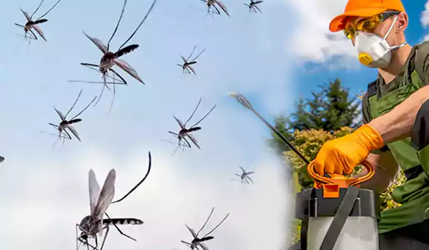 Mosquito Pest Control in San Bernardino, CA