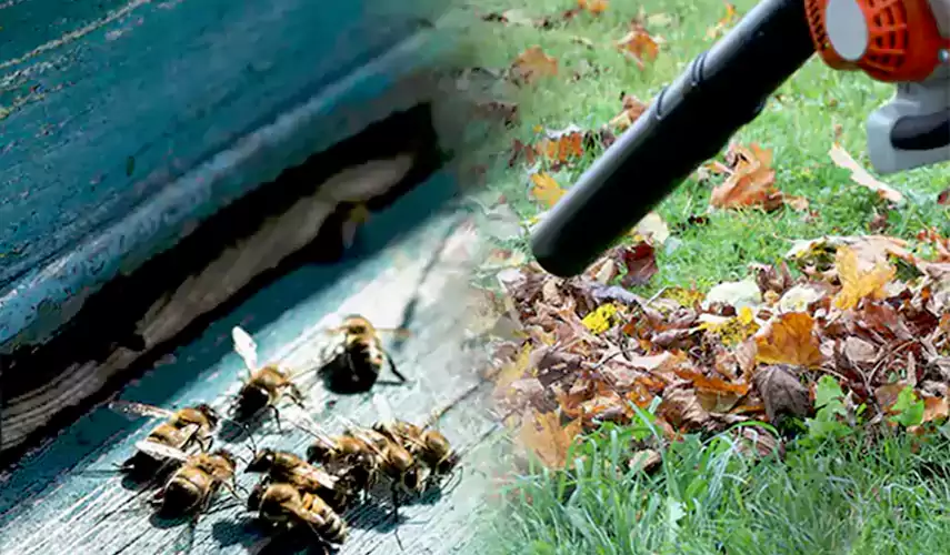 Wasps Pest Control San Bernardino, CA