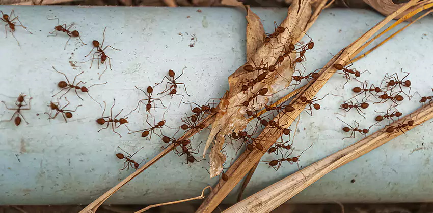 Fire Ant Extermination in Yards, Parks, and Outdoor Spaces San Bernardino, CA