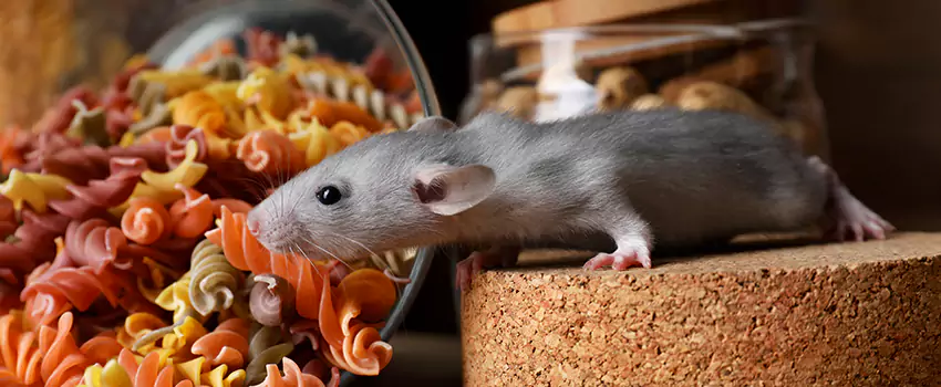 mouse-exterminator in San Bernardino, CA