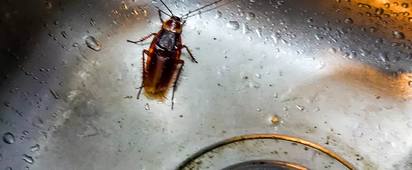 roach-control in San Bernardino, CA