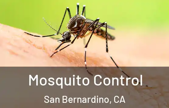  Mosquito Control San Bernardino, CA