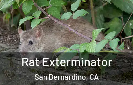  Rat Exterminator San Bernardino, CA