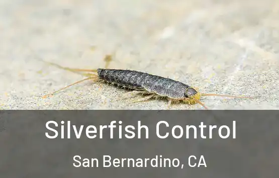  Silverfish Control San Bernardino, CA