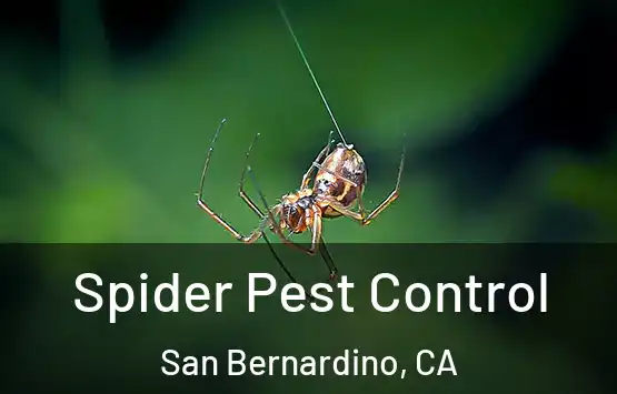  Spider Pest Control San Bernardino, CA