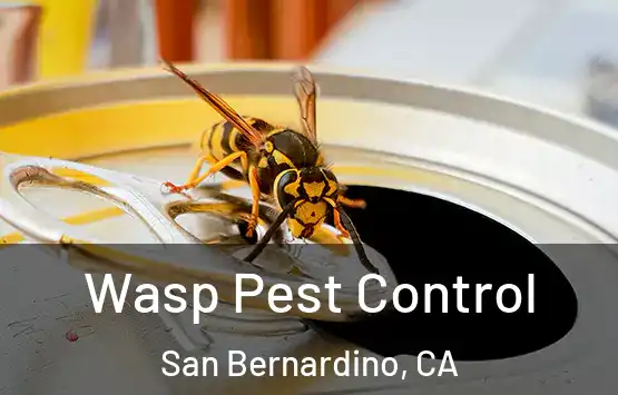  Wasp Pest Control San Bernardino, CA